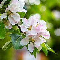 Image result for Anna Apple Tree Flowers
