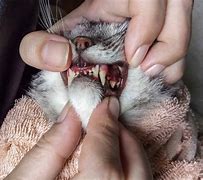 Image result for Inflammed Cat Gums