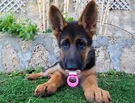 Image result for German Shepered with Pacifier