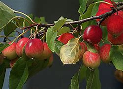 Image result for Small Apple On Tree Aus