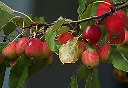 Image result for Small Apple Fruit Tree