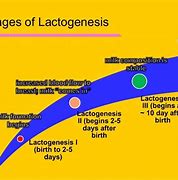 Image result for Lactogen Stages