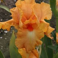 Image result for Iris germanica Robusto