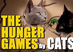 Image result for Hunger Games Cat Memes