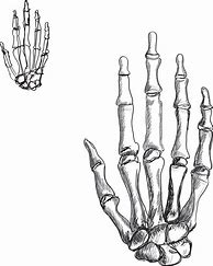 Image result for Skeleton Hand Drawing