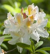 Image result for Rhododendron Daviesii