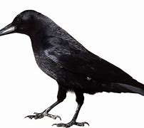Image result for Black Crow Transparent