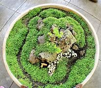Image result for Indoor Moss Garden