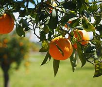 Image result for Big Orange Fruit