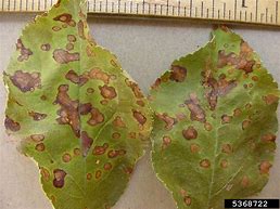 Image result for Apple Tree Diseases Leaves