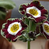 Bildergebnis für Primula auricula Rajah