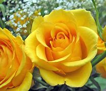 Image result for Rose Gold Solid Rosas