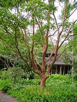 Image result for Stewartia monadelpha