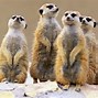 Image result for 10 Cutest Animals in the World
