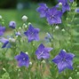 Image result for Flowers Perennial