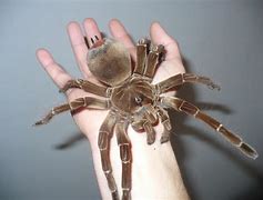 Image result for Goliath Spider Compared to a Finger