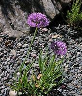 Image result for Allium senescens Lisa Blue
