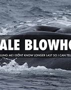 Image result for Whale Smells