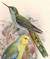 Image result for Taphrolesbia Trochilidae