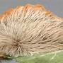 Image result for "puss-caterpillar"