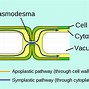 Image result for Cell Wall