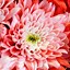 Image result for Chrysanthemum Wallpaper