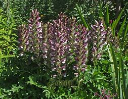 Image result for Acanthus hungaricus