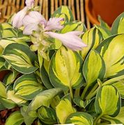 Image result for Hosta Holy Mouse Ears