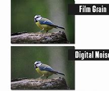 Image result for Digital Noise Photography