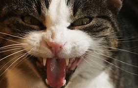 Image result for Cat Open Mouth HD JPEG-image