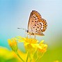 Image result for Yellow Flowers with Butterflies