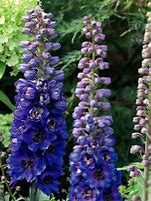 Image result for Delphinium magic fountain Dark Blue/Dark Bee