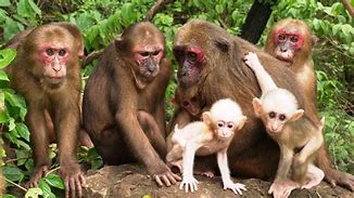 Image result for Stump-Tailed Macaque Family