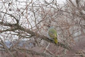 Image result for Picus Picidae