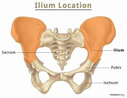 Image result for Ilium Bone