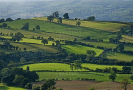 Image result for Lush Field with Trees