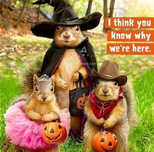 Image result for Halloween Squirrel Memes