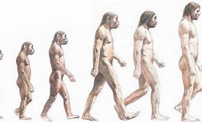 Image result for EVOLUCION Del Hombre Meme