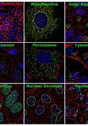 Image result for Staining