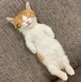 Image result for Lying Down Puppet Cat