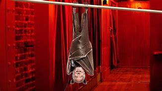 Image result for Bat Hanging Upside Down