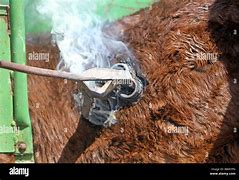 Image result for Branded with Hot Iron