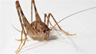 Image result for Cricket with Pointy Tail
