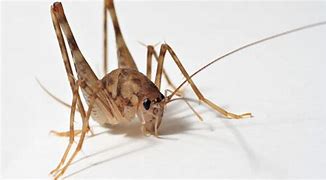 Image result for Moon Cricket Insect