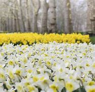 Image result for Pastel Blooms of London Spring