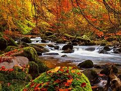 Image result for Forest Stream