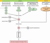 Image result for Complement System Immunity