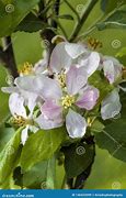 Image result for Gala Apple Blossoms