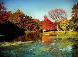 Image result for What Are Some Plant Types in Prospect Park