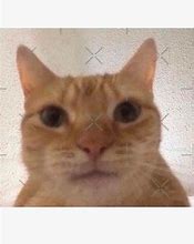 Image result for Orange Cat Staring Meme